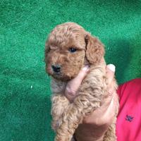 Cuccioli di diverse razze