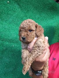 Cuccioli di diverse razze