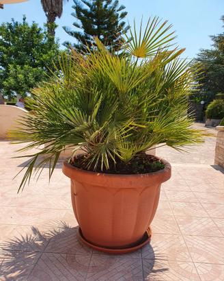 Palma da giardino