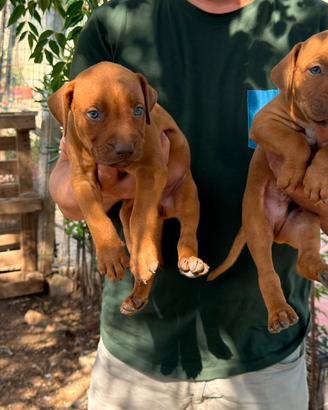 Cuccioli Pitbull