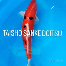 Carpa koi taisho sanke doitsu