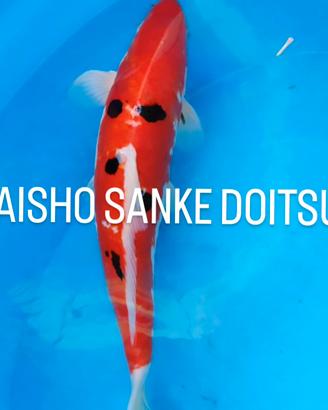 Carpa koi taisho sanke doitsu