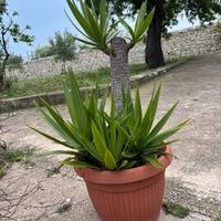 Tronchetto yucca