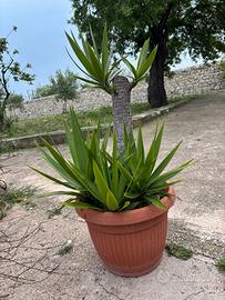 Tronchetto yucca