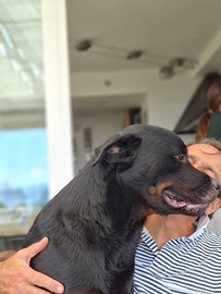 Rottweiler maschio per riproduzione