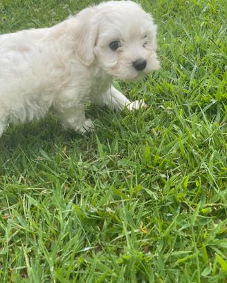 Maltese