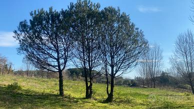 Rudere con terreno boscotrecase