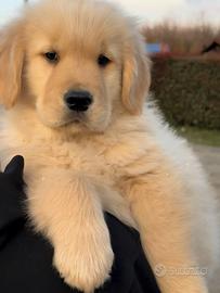 Golden cuccioli americani