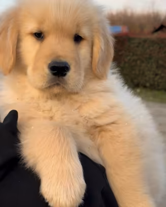 Golden cuccioli americani