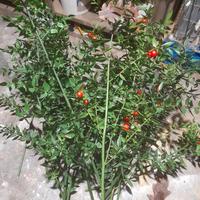 decorazioni natalizie 