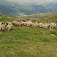Agnelloni il de france