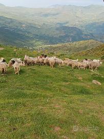 Agnelloni il de france