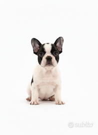 Cucciola femmina di Bulldog francese enci