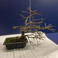 Bonsai Larice 2 