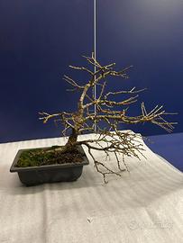 Bonsai Larice 2 