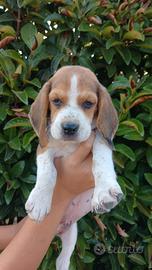 Beagle con pedigree
