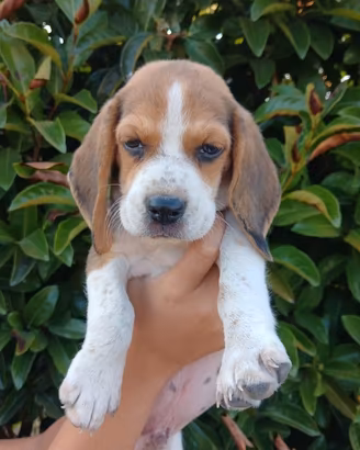 Beagle con pedigree