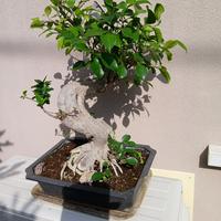 Bonsai di ficus ed altri