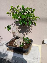 Bonsai di ficus ed altri
