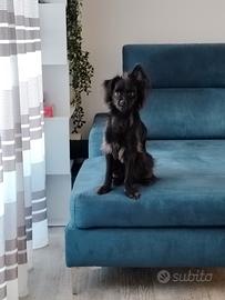 Cane meticcio