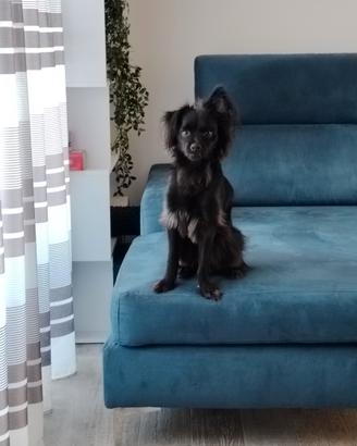 Cane meticcio