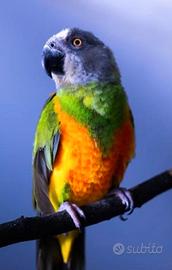 Pappagalli senegal (pet)