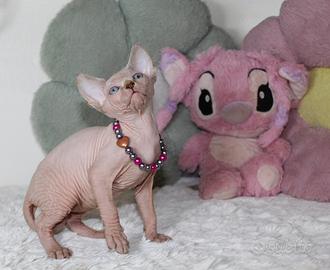 Cuccioli di Sphynx