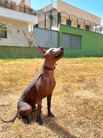 Cane nudo messicano, maschio, nato il 24 novembre