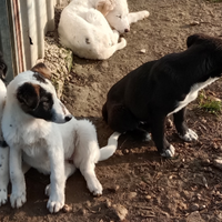 Cuccioli pastore dell'Asia centrale