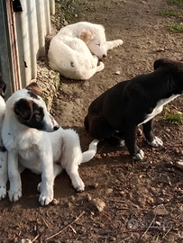 Cuccioli pastore dell'Asia centrale