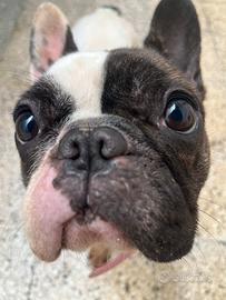 Bulldog francese femmina