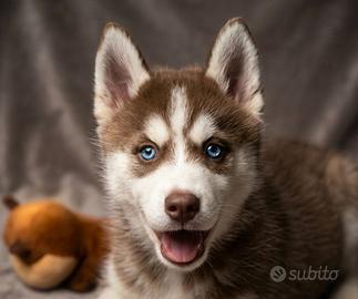 Siberian Husky
