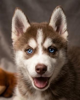 Siberian Husky