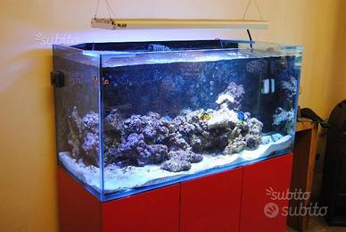 Acquario Marino 300 Litri con pesci