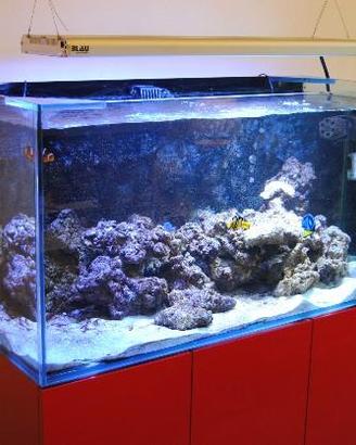 Acquario Marino 300 Litri con pesci