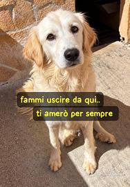 KELLY 2/3 ANNI SIMIL GOLDEN RETRIEVER “