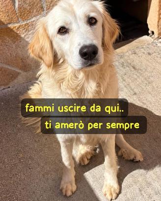 KELLY 2/3 ANNI SIMIL GOLDEN RETRIEVER “