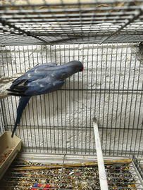 Parrocchetto dal collare blu port pezzata