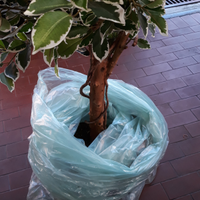 Pianta d'arredamento (artificiale)