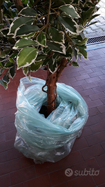 Pianta d'arredamento (artificiale)