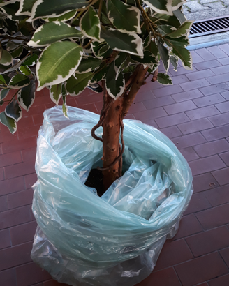 Pianta d'arredamento (artificiale)