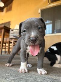 Cuccioli di American staffordshire terrier