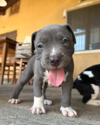 Cuccioli di American staffordshire terrier