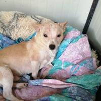 Pepe 4 anni 5 kg e' in canile