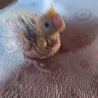 Calopsitte allevate a mano