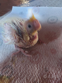 Calopsitte allevate a mano