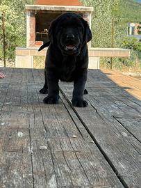 Cuccioli Labrador