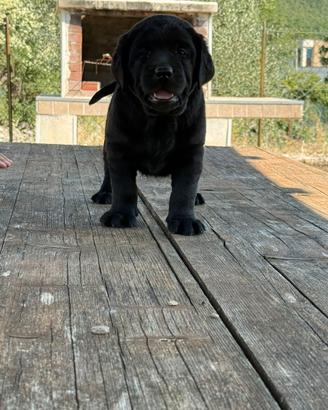 Cuccioli Labrador