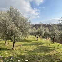 Rustico/Casale/Corte Alatri [Cod. rif 3297841VRG]