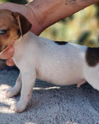 Jack russell terrier
